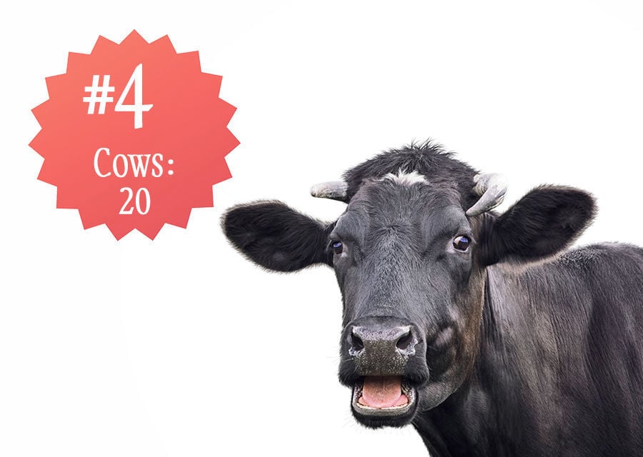 Cows